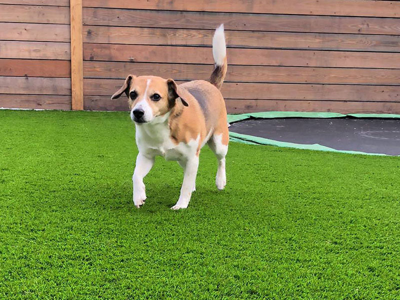 Hunde- und Haustierrasen